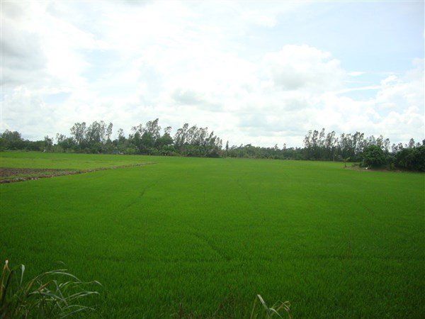 Đồng lúa tại Việt Nam